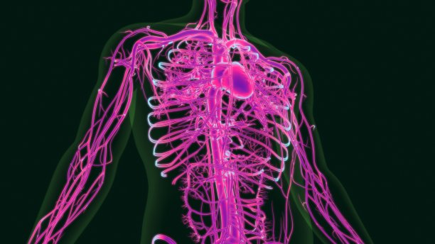 3D插图人体心脏解剖与循环系统图片下载
