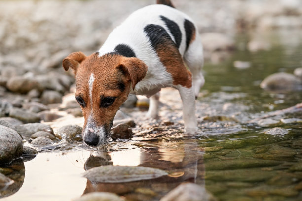 小杰克罗素梗走在浅滩附近，探索水和潮湿的石头，特写细节图片下载