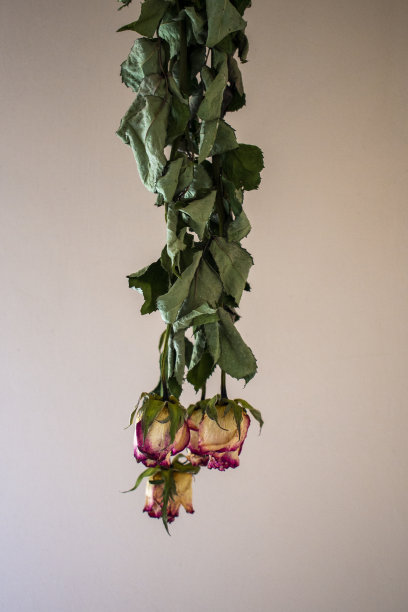 干茶玫瑰倒挂着图片下载