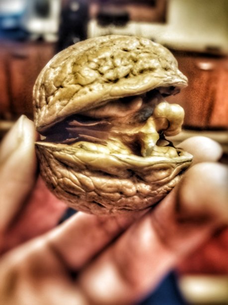 一个核桃图片下载