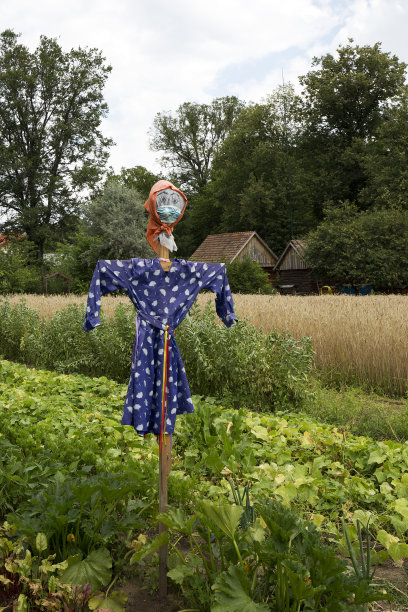 田野里的稻草人图片下载