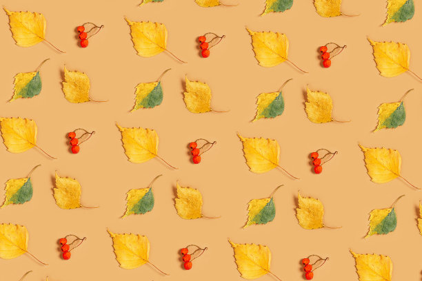 用秋天的枯叶做成的框架图片下载