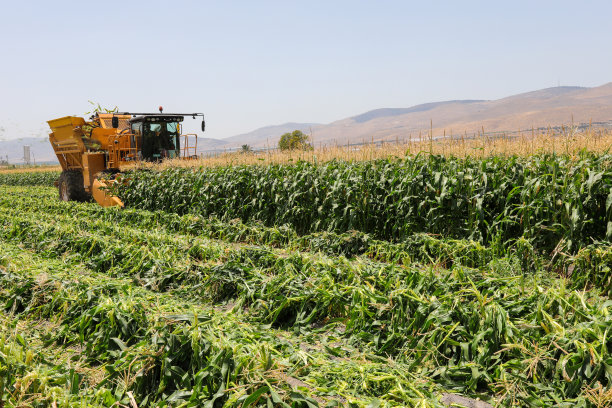 玉米收割机收割甜玉米田图片下载