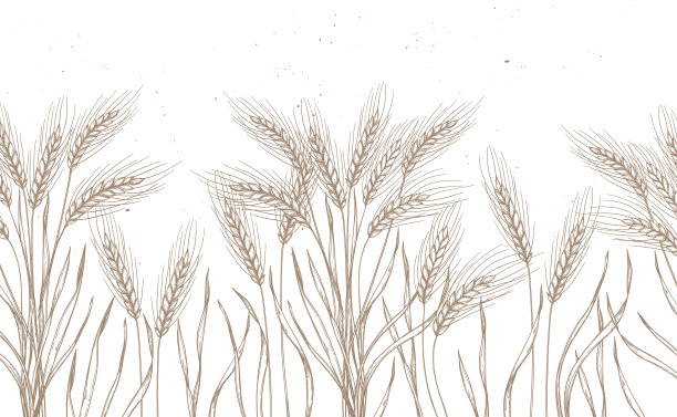 无缝模式。手绘矢量插图-小麦。乡村的背景(谷物的枝干)。雕刻风格的设计元素。完美的广告，印刷，包装图片下载