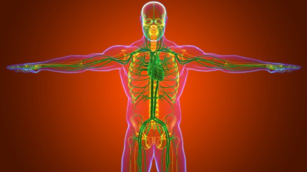 人体心脏与循环系统解剖医学概念3D图片下载