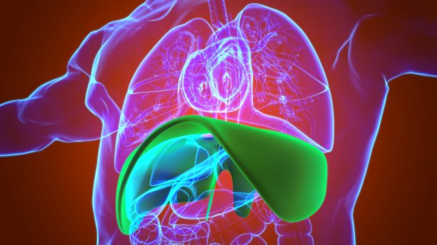 膈人体呼吸系统解剖医学概念3D图片下载