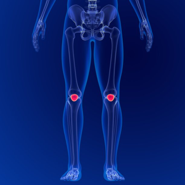 人体骨骼解剖髌骨三维渲染医学概念图片下载