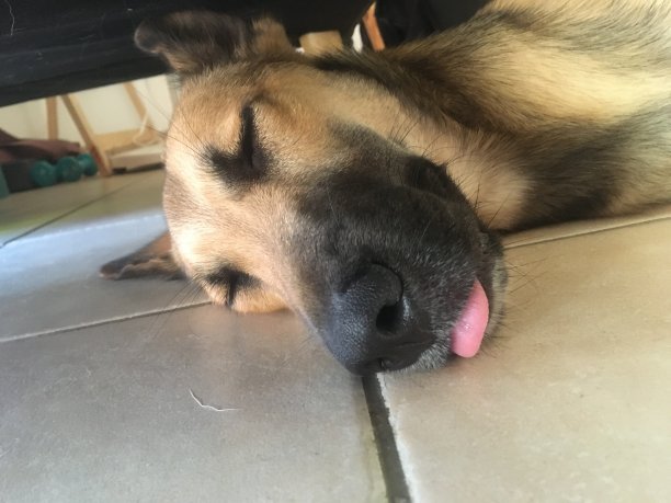 睡眼惺忪的小狗把钳子拿出来了图片下载