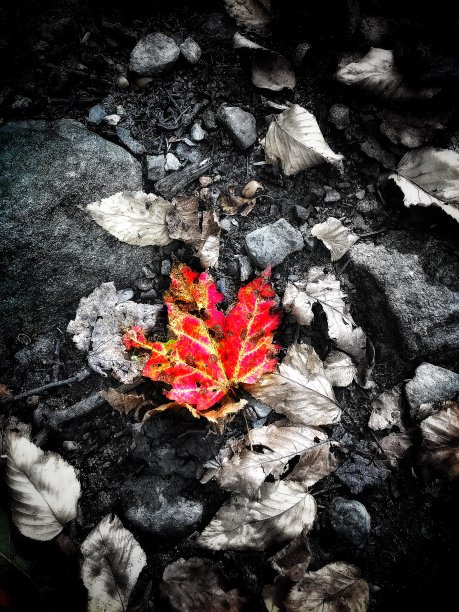 色彩突现图片下载