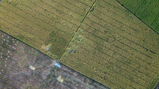 青苗稻田质地。绿色水稻植株生长。鸟瞰图图片下载