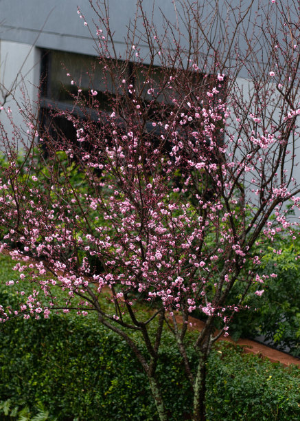 雨中的樱花图片下载