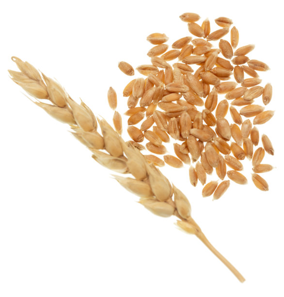 白色的小麦和谷物图片下载