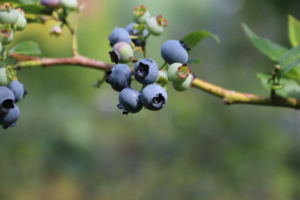 蓝莓图片下载