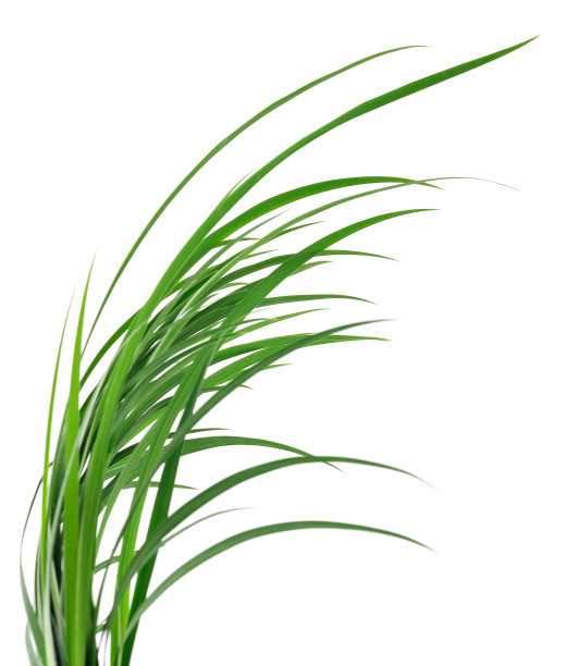 绿草的叶子。图片下载