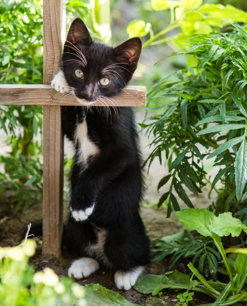 可爱的毛绒绒的黑白小猫在花园里散步图片下载