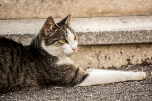 只流浪猫图片下载
