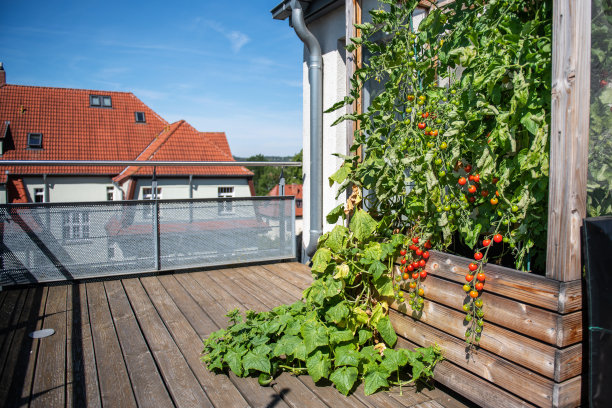 阳台上的高床上有西红柿和黄瓜图片下载