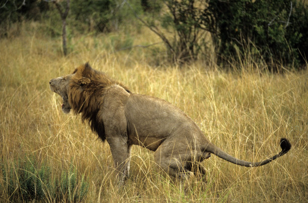 肯尼亚的狮子图片下载