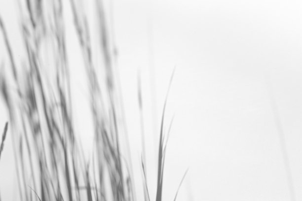 阴影叠加效果的照片。在阳光下，白色干净的墙壁上有草和植物的影子图片下载