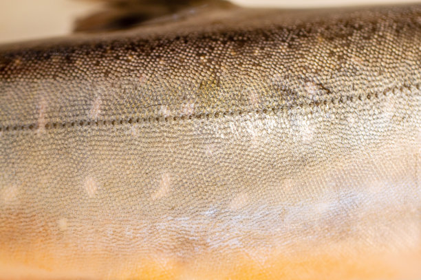 木炭——Salvelinus图片下载