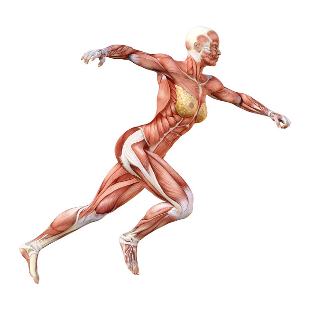 3D插图女性数字与肌肉地图上的白色图片下载