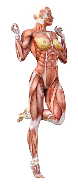 3D插图女性数字与肌肉地图上的白色图片下载