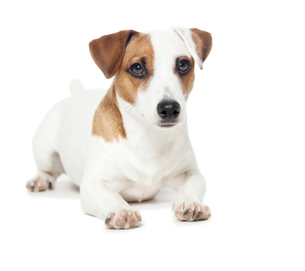 白色背景下的狗图片下载