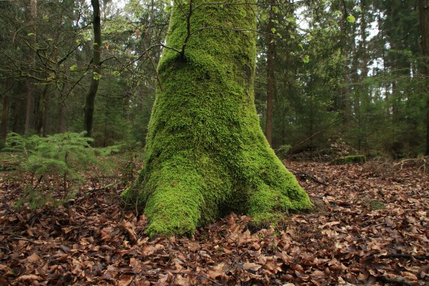 树干长满苔藓图片下载