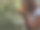 园艺妇女在春天照顾在花园里的柑橘植物图片下载