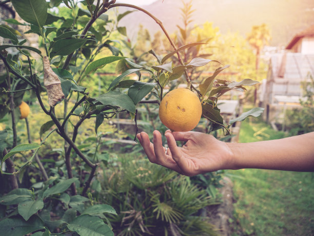 春天在菜园里用手触摸柠檬图片下载