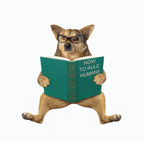 狗坐在书2图片下载