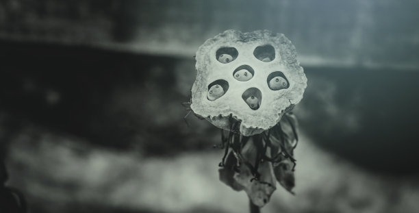 自然背景的莲子或睡莲种子盒。特写照片与软选择焦点。用于花卉和室内装饰的干花图片下载