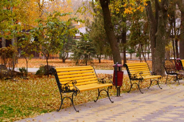 树枝上的黄叶。图片下载