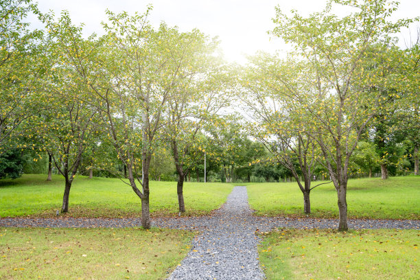 树林里的小路是用鹅卵石铺成的。图片下载