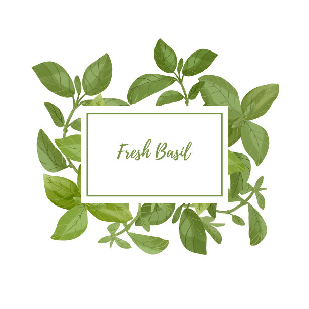 数字水彩插图。用新鲜的罗勒叶和树枝做标签。花卉设计元素完美的食品包装，贺卡，博客，印刷品，明信片，社交媒体图片下载