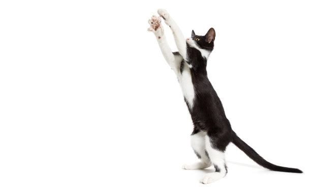 年轻的猫图片下载