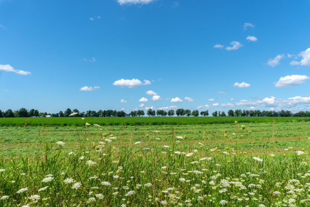 农田在夏天图片下载