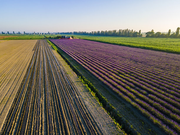 意大利-波河三角洲威尼托地区公园的薰衣草田图片下载