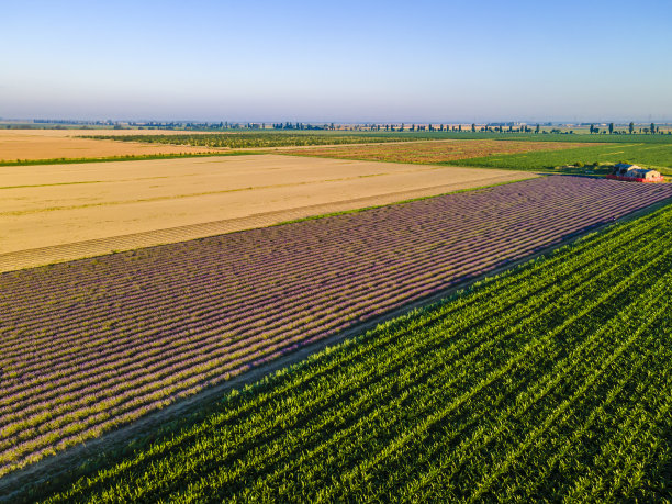 意大利-波河三角洲威尼托地区公园的耕地图片下载