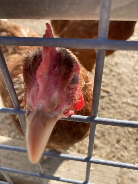 农田在德国图片下载