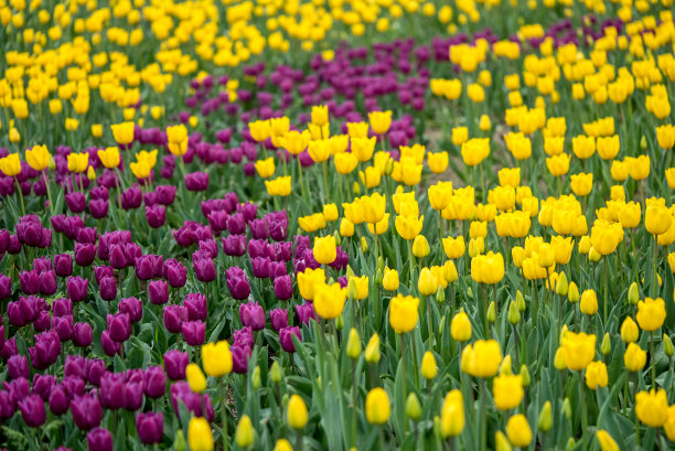 黄色和紫色的郁金香在田野里开春花图片下载