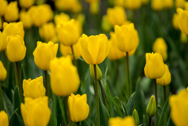 黄色的郁金香在田野里开春花图片下载