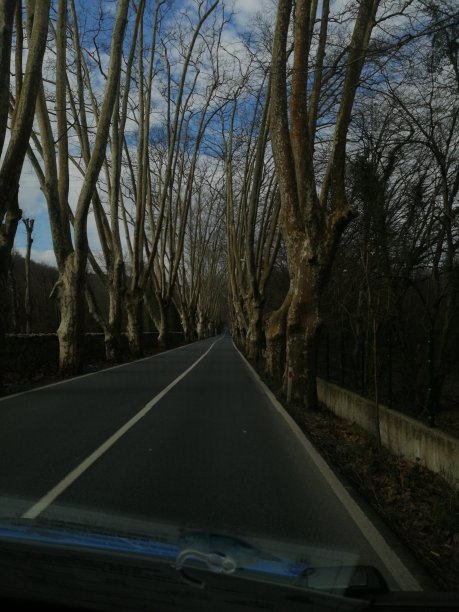 绿树成荫的荒芜道路图片下载