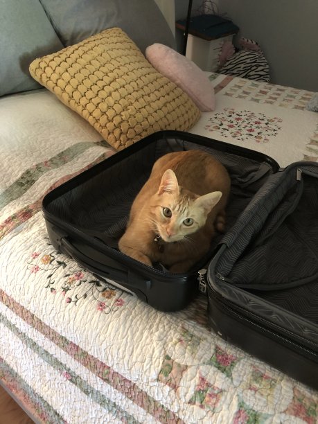 手提箱里的猫图片下载