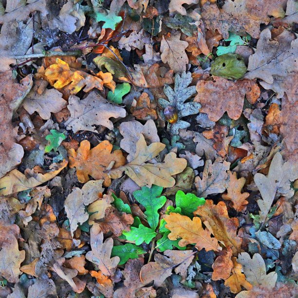 照片逼真的无缝纹理图案的秋天的树叶在森林地面图片下载