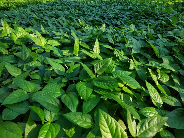 坚果的树图片下载