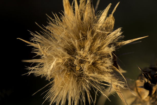 干蓟花植物。图片下载