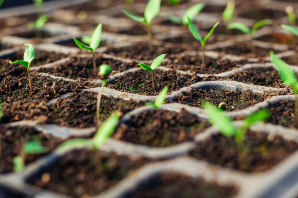 绿色植物的芽。在肥沃的土壤里培育的幼芽在温室里阳光下生长。图片下载