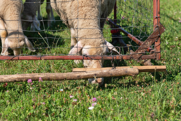 在羊圈中有耳标的一群羊。羊在草地上吃草图片下载