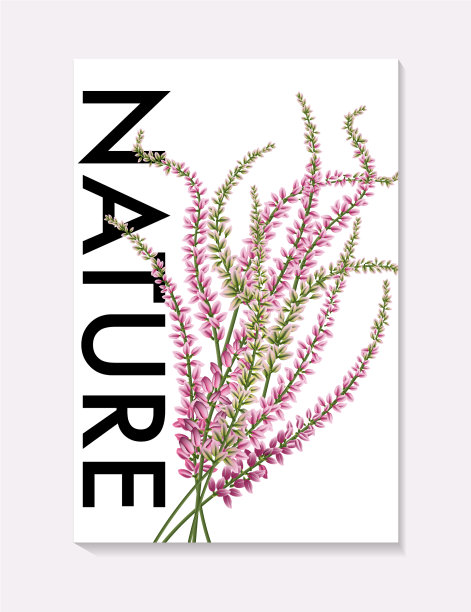 小小的薰衣草花散发着紫罗兰般的薰衣草香气图片下载